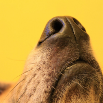 El poderoso Olfato de los Perros
